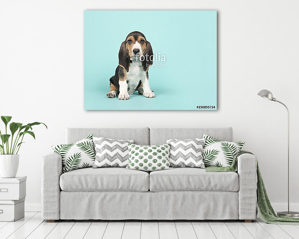 Aranyos ülő basset artesien normand kiskutya kék alapon - vászonkép, falikép vásárlás Aranyos ülő basset artesien normand kiskutya kék alapon (vászonkép) - vászonkép, falikép otthonra és irodába