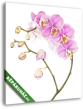 Pink watercolor phalaenopsis orchid isolated on white background - vászonkép 3D látványterv