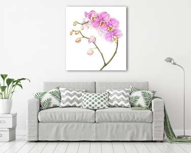 Pink watercolor phalaenopsis orchid isolated on white background (vászonkép) - vászonkép, falikép otthonra és irodába