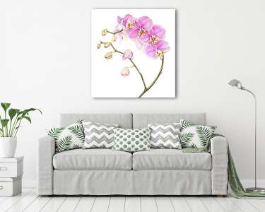 Pink watercolor phalaenopsis orchid isolated on white background (vászonkép) - vászonkép, falikép otthonra és irodába