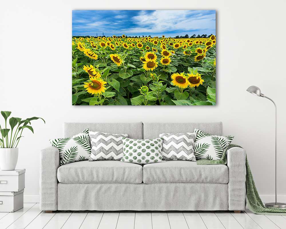 Napraforgó mező (fotótapéta) - vászonkép, falikép otthonra és irodába