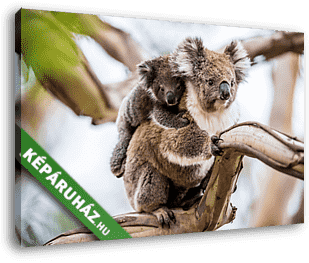 Koala - vászonkép 3D látványterv