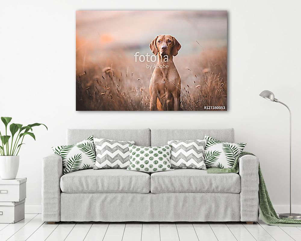 Magyar vizsla (poszter) - vászonkép, falikép otthonra és irodába