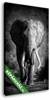 Elefántcsont (művészi feldolgozás) - vászonkép 3D látványterv