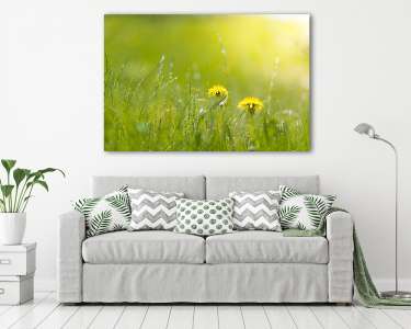 Two bright dandelion in wet grass in sun light. Grass after rain (vászonkép) - vászonkép, falikép otthonra és irodába
