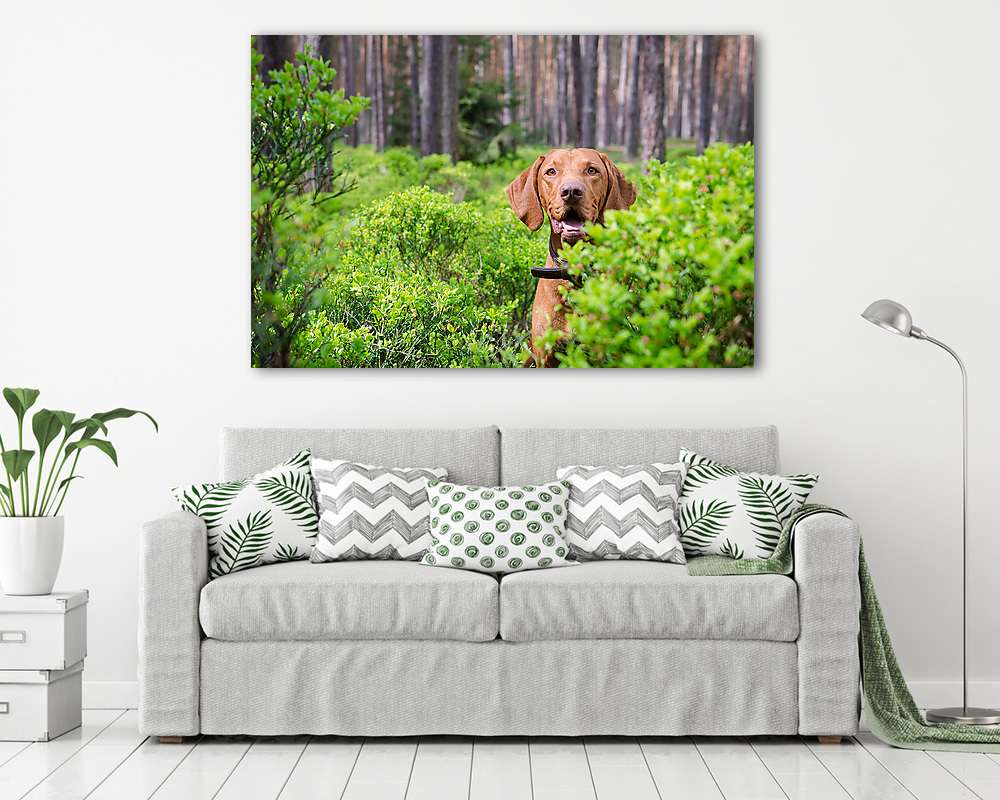 Magyar vizsla az erdőben - vászonkép, falikép vásárlás Magyar vizsla az erdőben (vászonkép) - vászonkép, falikép otthonra és irodába