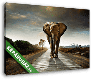 Gyalogoló elefánt - vászonkép 3D látványterv