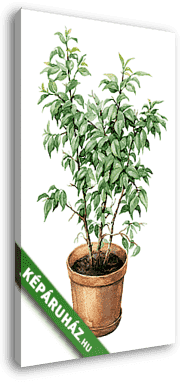 Ficus Benjamina in clay flowerpot. - vászonkép 3D látványterv