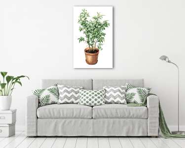 Ficus Benjamina in clay flowerpot. (vászonkép) - vászonkép, falikép otthonra és irodába