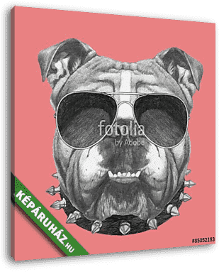 Hand drawn portrait of English Bulldog with collar and sunglasse - vászonkép 3D látványterv