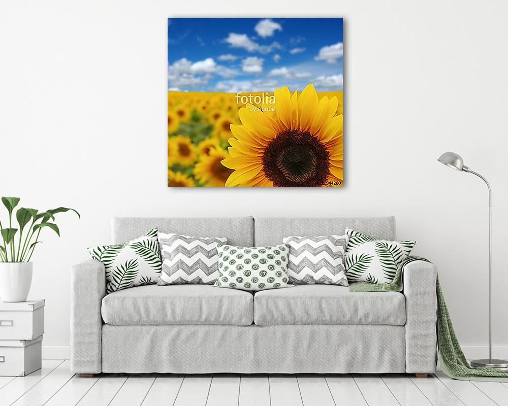 napraforgók mező égen - vászonkép, falikép vásárlás napraforgók mező égen (keretezett kép) - vászonkép, falikép otthonra és irodába