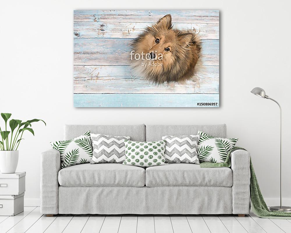 Felnőtt, shetlandi juhászkutya felülről nézve felnézett egy kék  (vászonkép) - vászonkép, falikép otthonra és irodába