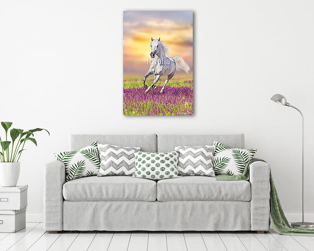 Fehér ló vágtat virágos réten naplementében (vászonkép) - vászonkép, falikép otthonra és irodába