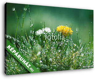 Dandelion and Daisy in the rain. Macro with beautiful bokeh. - vászonkép 3D látványterv