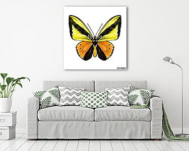 butterfly symmetric top view of orange and yellow flowers, sketc (vászonkép) - vászonkép, falikép otthonra és irodába