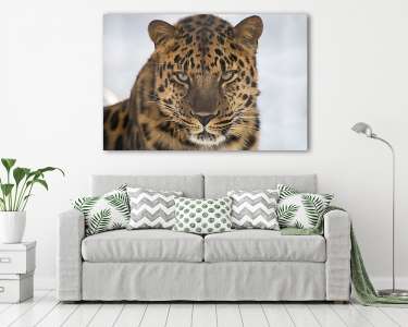 Portrait of the far Eastern leopard (vászonkép) - vászonkép, falikép otthonra és irodába