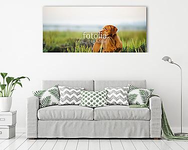 Vizsla dog standing in reeds (vászonkép) - vászonkép, falikép otthonra és irodába