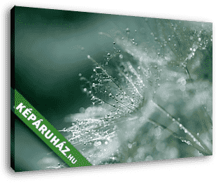 Macro of a dandelion with small drops of dew. soft selective foc - vászonkép 3D látványterv