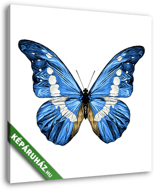 Kék pillangó - vászonkép 3D látványterv