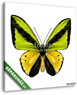 butterfly symmetric top view of green and yellow colors, sketch  - vászonkép 3D látványterv