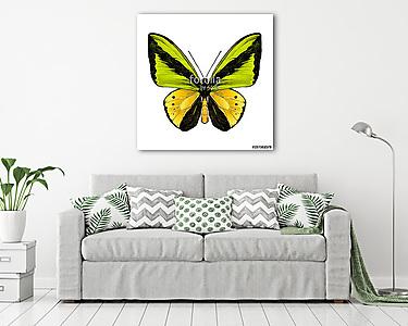 butterfly symmetric top view of green and yellow colors, sketch  (vászonkép) - vászonkép, falikép otthonra és irodába