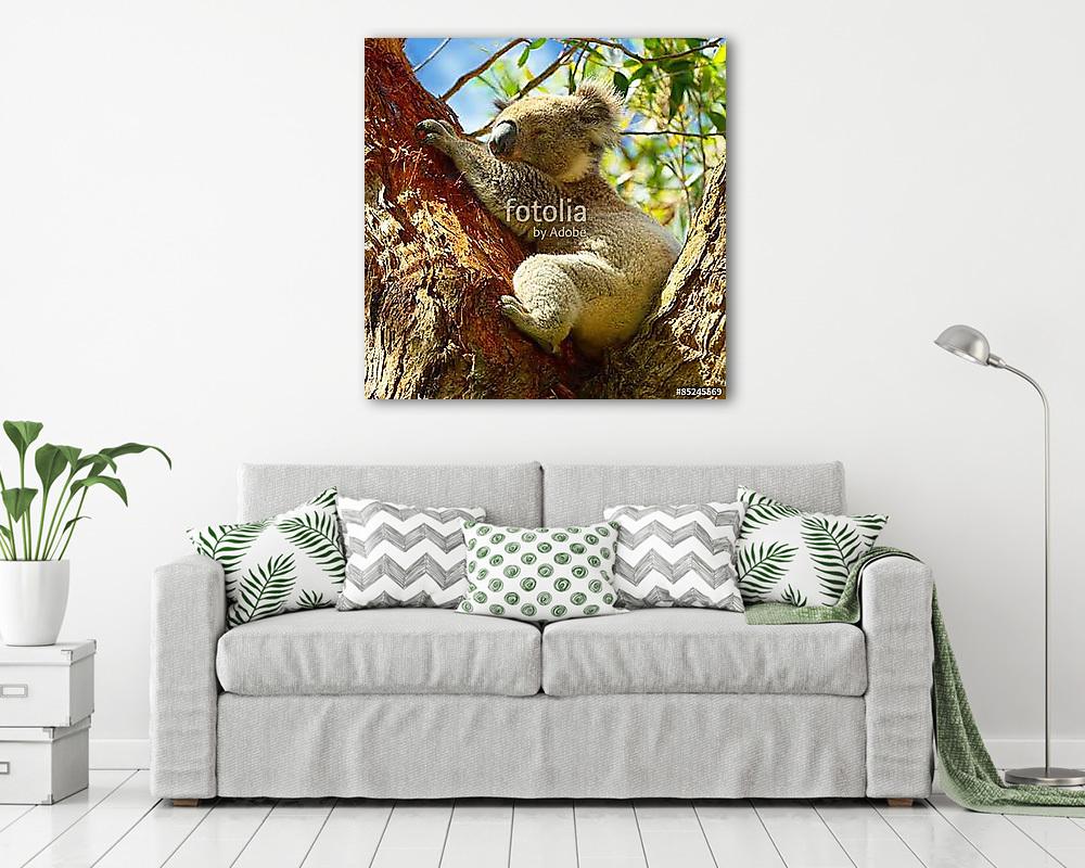 Koalas a Great Ocean Road mentén, Victoria, Ausztrália (poszter) - vászonkép, falikép otthonra és irodába