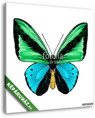 butterfly symmetric top view green and blue colors, sketch vecto - vászonkép 3D látványterv
