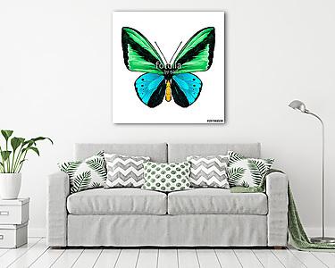 butterfly symmetric top view green and blue colors, sketch vecto (vászonkép) - vászonkép, falikép otthonra és irodába