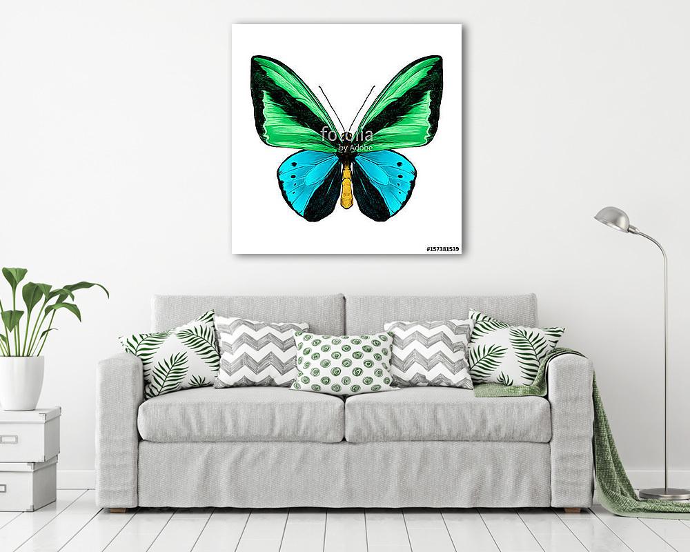 butterfly symmetric top view green and blue colors, sketch vecto - vászonkép, falikép vásárlás butterfly symmetric top view green and blue colors, sketch vecto (vászonkép) - vászonkép, falikép otthonra és irodába