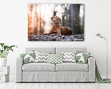 Portrait of hungarian vizsla hunter dog (vászonkép) - vászonkép, falikép otthonra és irodába