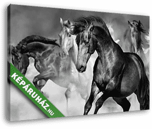 Lóverseny a sivatagi porban mozgó állományban. Fekete-fehér kép. - vászonkép 3D látványterv
