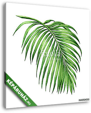 Watercolor painting palm leaf, green leave isolated on white bac - vászonkép 3D látványterv