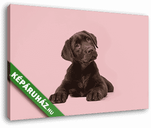 Adoble barna labrador kiskutya fekszik rózsaszín háttéren - vászonkép 3D látványterv