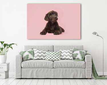 Adoble barna labrador kiskutya fekszik rózsaszín háttéren (vászonkép) - vászonkép, falikép otthonra és irodába