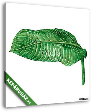 Watercolor painting green leaves,palm leaf isolated on white bac - vászonkép 3D látványterv