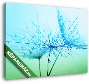 dandelion seeds - vászonkép 3D látványterv