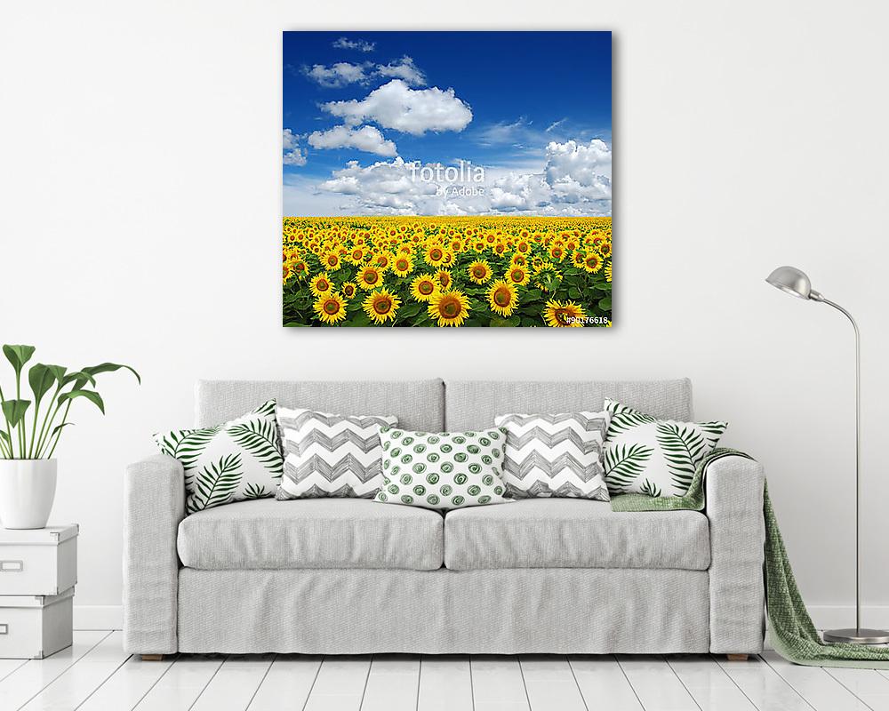 napraforgók területén - vászonkép, falikép vásárlás napraforgók területén (poszter) - vászonkép, falikép otthonra és irodába