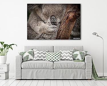 Aranyos alvó vad koala closeup portré (vászonkép) - vászonkép, falikép otthonra és irodába