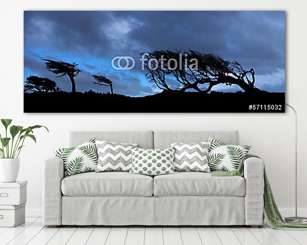 Fák a Tierra del Fuego-ban, Patagónia, Argentína (fotótapéta) - vászonkép, falikép otthonra és irodába