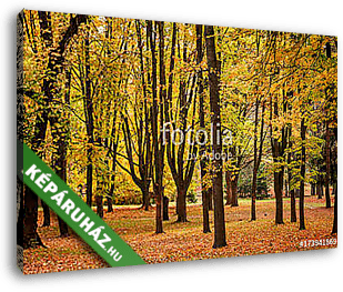 Színes lombozat az őszi parkban - vászonkép 3D látványterv