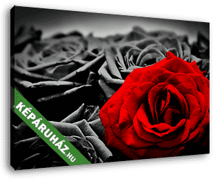 A vörös rózsa, fekete-fehér rózsákkal - vászonkép 3D látványterv