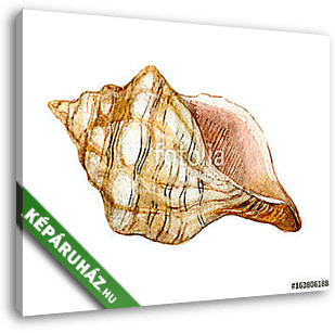 Shell isolated on white background, watercolor illustration - vászonkép 3D látványterv