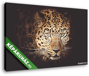 leopard - vászonkép 3D látványterv