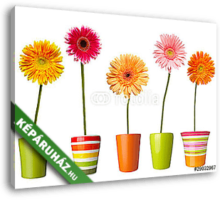 virágos természet kert botanika százszorszép virágos edény - vászonkép 3D látványterv