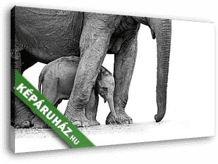 Elefánt kicsinyével - vászonkép 3D látványterv