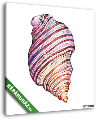 Illustrations of sea shells. Marine design. Hand drawn watercolo - vászonkép 3D látványterv