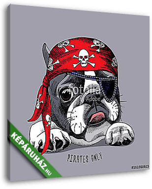 French Bulldog portrait in a pirate bandana. Vector illustration - vászonkép 3D látványterv