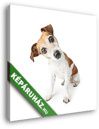 Jack Russel kiskutya - vászonkép 3D látványterv