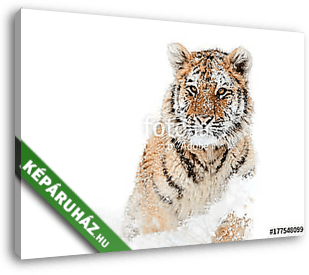 Szibériai tigris - vászonkép 3D látványterv