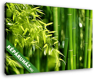 Bambusz erdő - vászonkép 3D látványterv